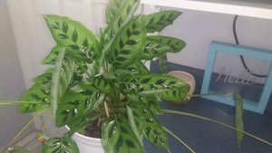 calathea leopardina, syn. goeppertia concinna, update