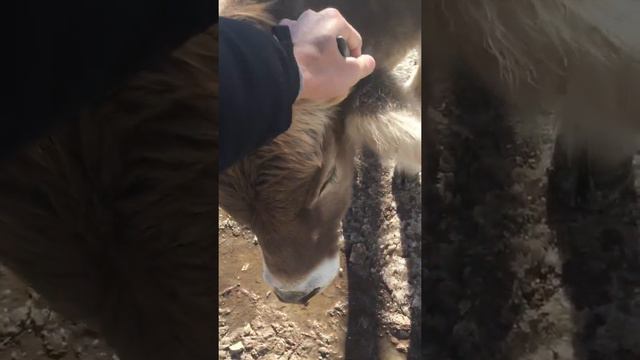 Смешные животные)) с. Карекадани, Республика Дагестан, Левашинский район