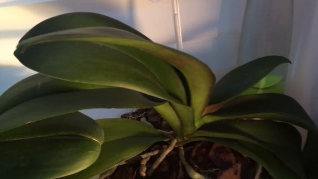 ? Мои Орхидеи / Цветущие Фаленопсисы В Марте 2018 смотреть онлайн