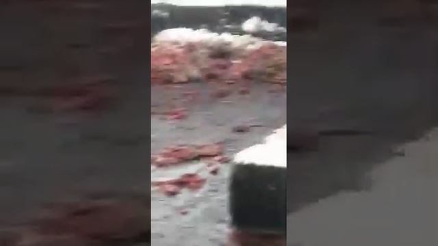 Из чего делают колбасу ( Где-то в России) смотреть онлайн