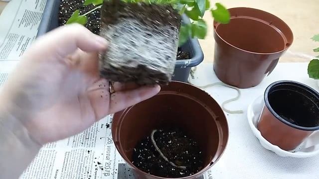 Кампанула нуля шаг 4 ПЕРЕВАЛКА!