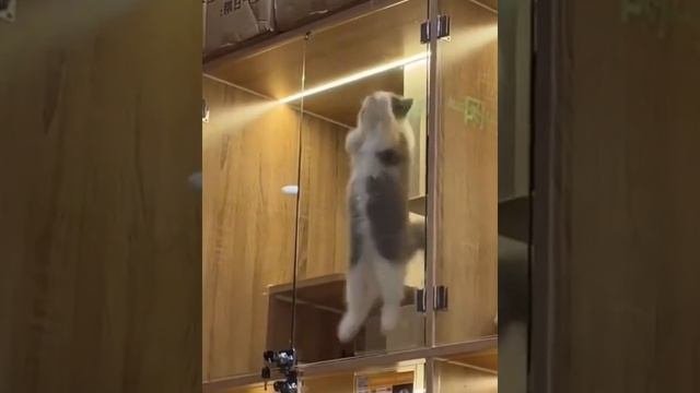 котики