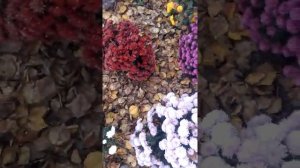 Как зимует мультифлора на улице.