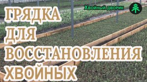 Что мы делаем с больными и слабыми хвойными растениями в нашем питомнике?