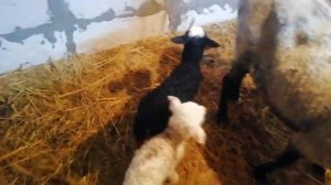 Сколько ягнят может родить овца? Пасхальные овечки.