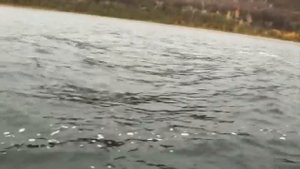 Ловля берша и судака на тюльку