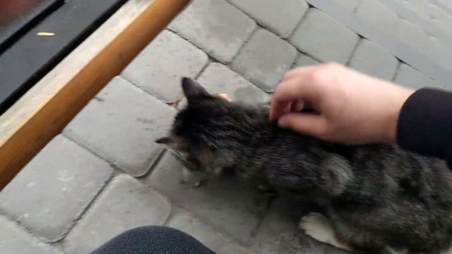 НАКОРМИЛ БЕЗДОМНОГО КОТА смотреть онлайн
