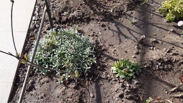 Картошка ривьера полив.ВСХОДЫ МОРКОВКИ. смотреть онлайн