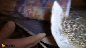 ЛПХ Феникс - Перепела (Эстонские, Фараон, Маньчжурские, Белый Американский бройлер) Челябинск