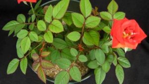 Как узнать чего не хватает розам? Визуальные признаки дефицита