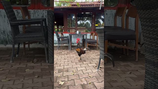 Турция: Анталья, Чиралы, Химера и необычная встреча со знаменитыми людьми! смотреть онлайн