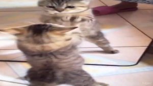 Silly cat video