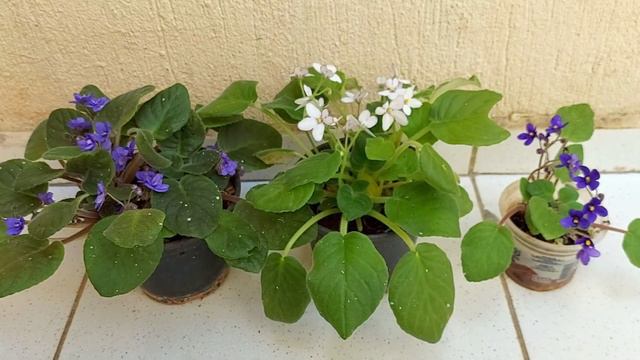 10 PLANTAS SUCULENTAS QUE NÃO PERTENCEM A ''FAMÍLIA DAS SUCULENTAS'' смотреть онлайн