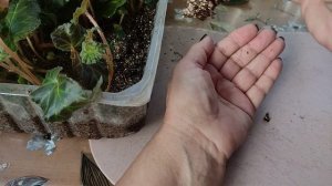 Бегония белекония,этапы укоренения