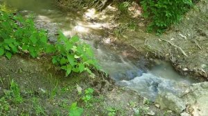 Очень красивый лес Варениковский. Природный релакс