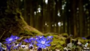 мое любимое произведение для саксофона "Маленький цветок"