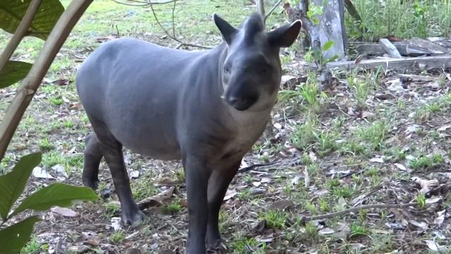 Tapirus terrestris (Lowland Tapir or South American Tapir) смотреть онлайн