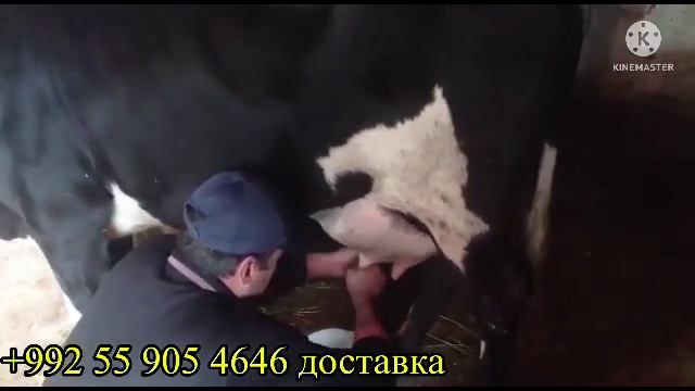 СРОЧНО 16 ноября 2022 г. смотреть онлайн