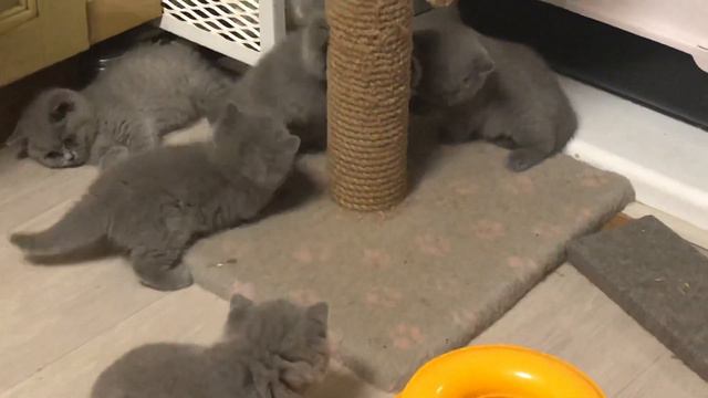Маленькие британские котята