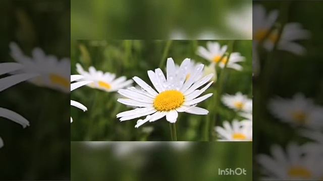 АСРМ Звуки июльского луга  Пение птиц Звуки природы. #InShot, #пениептиц, #звукиприроды.