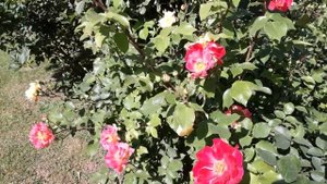 Роза флорибунда Tzigane