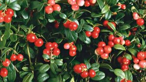 КАК ВЫВЕСТИ КАМНИ из желчного и мочевого пузыря.Лечебные свойства брусничного листа.