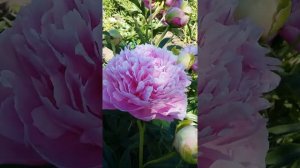 Пион 'Myra McRae'