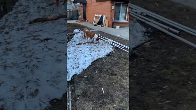 ТОР И ЗЕНА смотреть онлайн