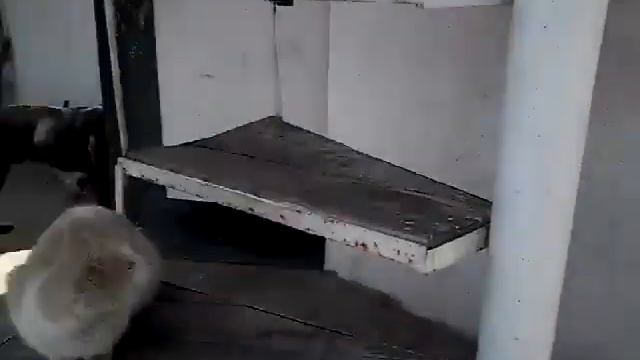 Моя любимая дача! смотреть онлайн