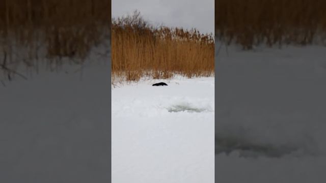 Норка ворует рыбу смотреть онлайн