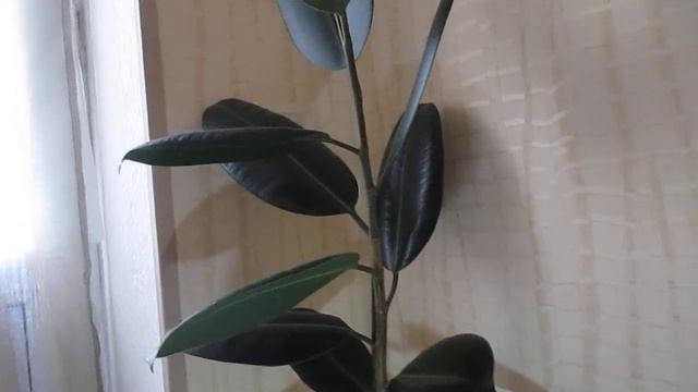 Фикус эластичный (Ficus elastica).