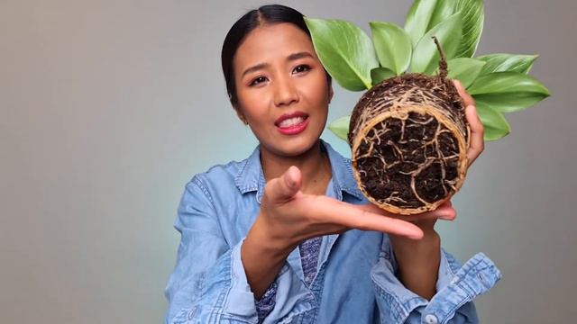 Buying Philodendron Birkin White Wave | What you should look for when buying a new plant смотреть онлайн