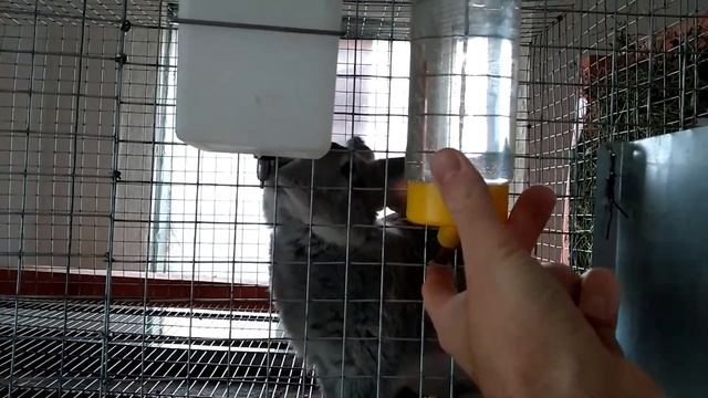 Новые кролики//Пополнение в поголовье//Кролики советская шиншилла смотреть онлайн