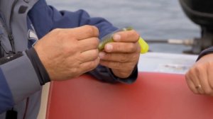 Оснащение крупной резины для трофейной щуки