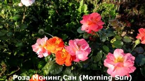 ТОП 4 розы флорибунды - самые колоритные и эффектные! Собирают много лайков.