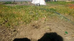 Как поймать крота слепыша за одну минуту живым на огороде! Самый эффективный способ!