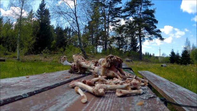 дрозды против сороки смотреть онлайн