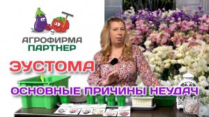Основные причины неудач в выращивании рассады эустомы #эустома #рассадаэустомы #цветы
