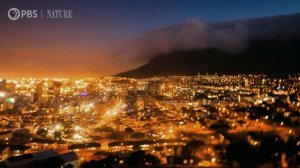 African Penguins Commute Home in Rush Hour