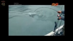 БАЛЬШИЕ СОМЫ ЕВРОПЫ АХОТА 2016