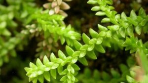 Виды и сорта Селагинеллы. Разновидности растения.