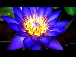 Природное Чудо: Все, Что Вы Должны Знать о Цветке Голубого Лотоса!