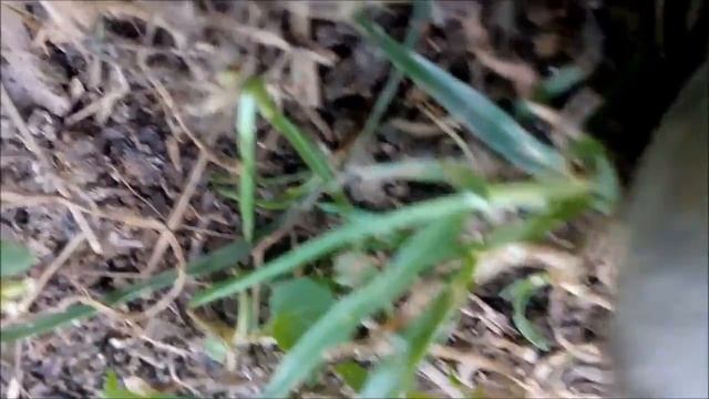 Загадочный камень похожий на глаз найден в горах базардюзю в дагестане. необычная находка археологи смотреть онлайн