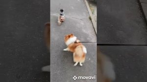 Прогулка со шпицем.