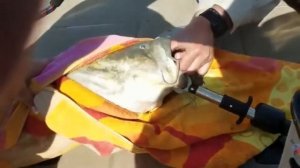 Спасение черепахи из пасти гигантского сома 2018