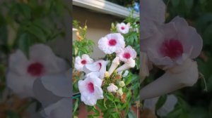 In my food forrest garden #3 - Bower Vine flowering