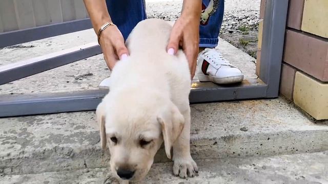 Подарили собаку щенка лабрадора ! Мечта Ястаси сбылась ! смотреть онлайн