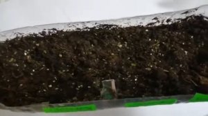 #Глоксинии ! Посадка  #глоксинья из семян ! (Часть 2) 27.07.20