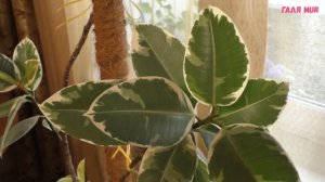 Фикус каучуконосный Уход и размножение