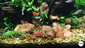 Отчет по светодиодному светильнику полного спектра